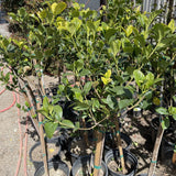 Mystery Gardenia Patio Tree
