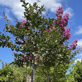 Red-Pink Crape Myrtle