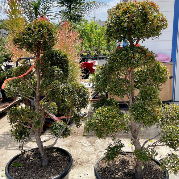 pom pom bonsai tree Eugenia Pom Pom Topiary