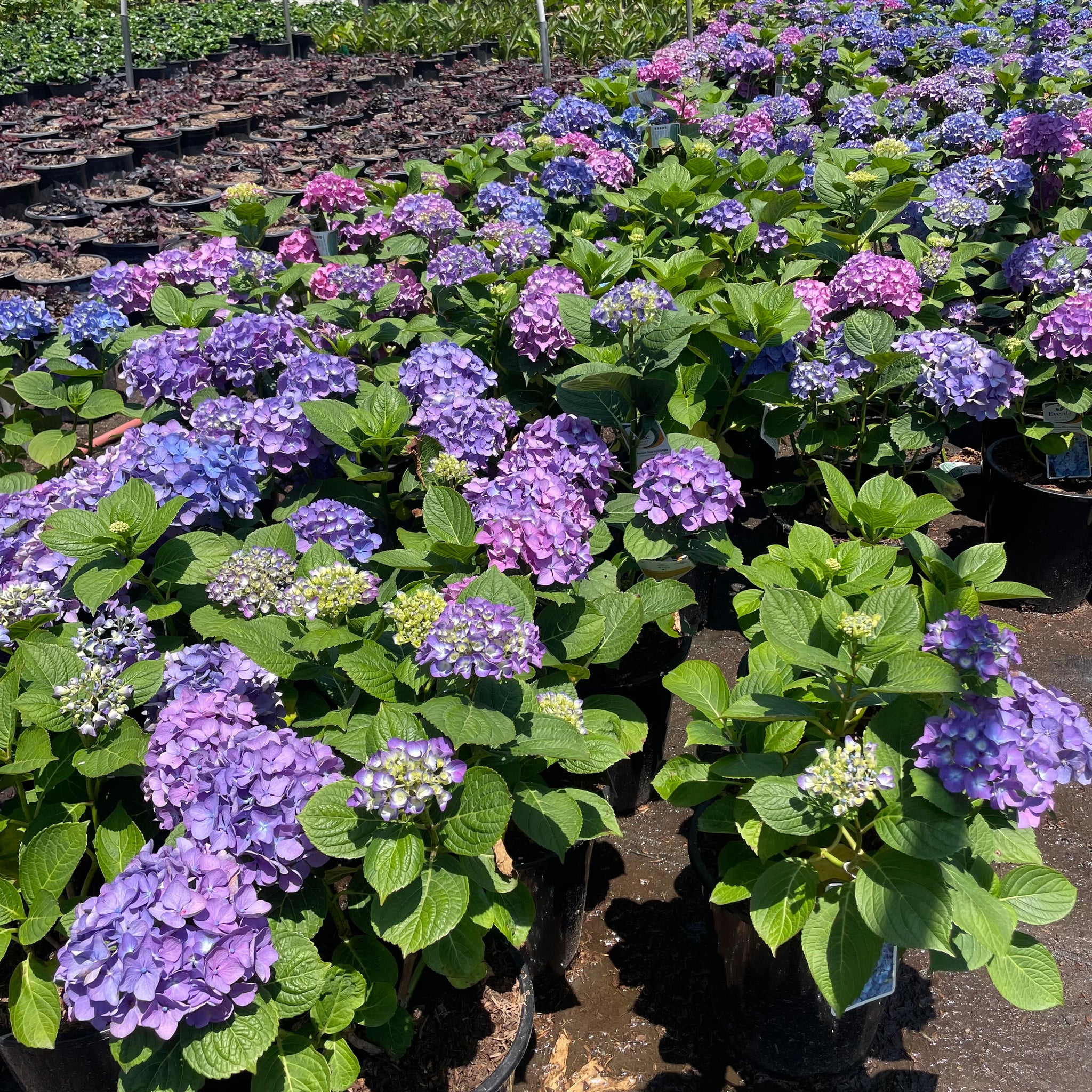 Hydrangea ハイドランジア ベルベリス Hydrangea ハイドランジア