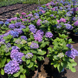 Blue Shade Hydrangea - C&J Gardening Center