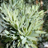Crystal Blue Fern Pine