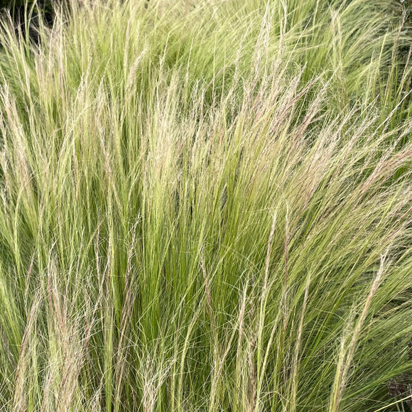Mexican Feather Grass