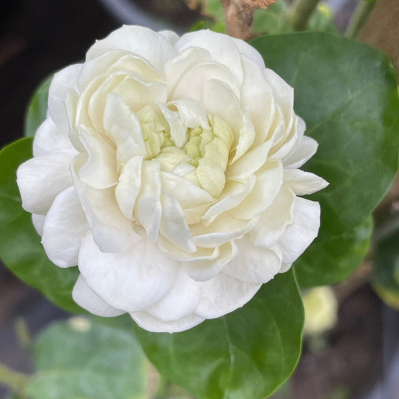 Grand Duke Arabian Jasmine