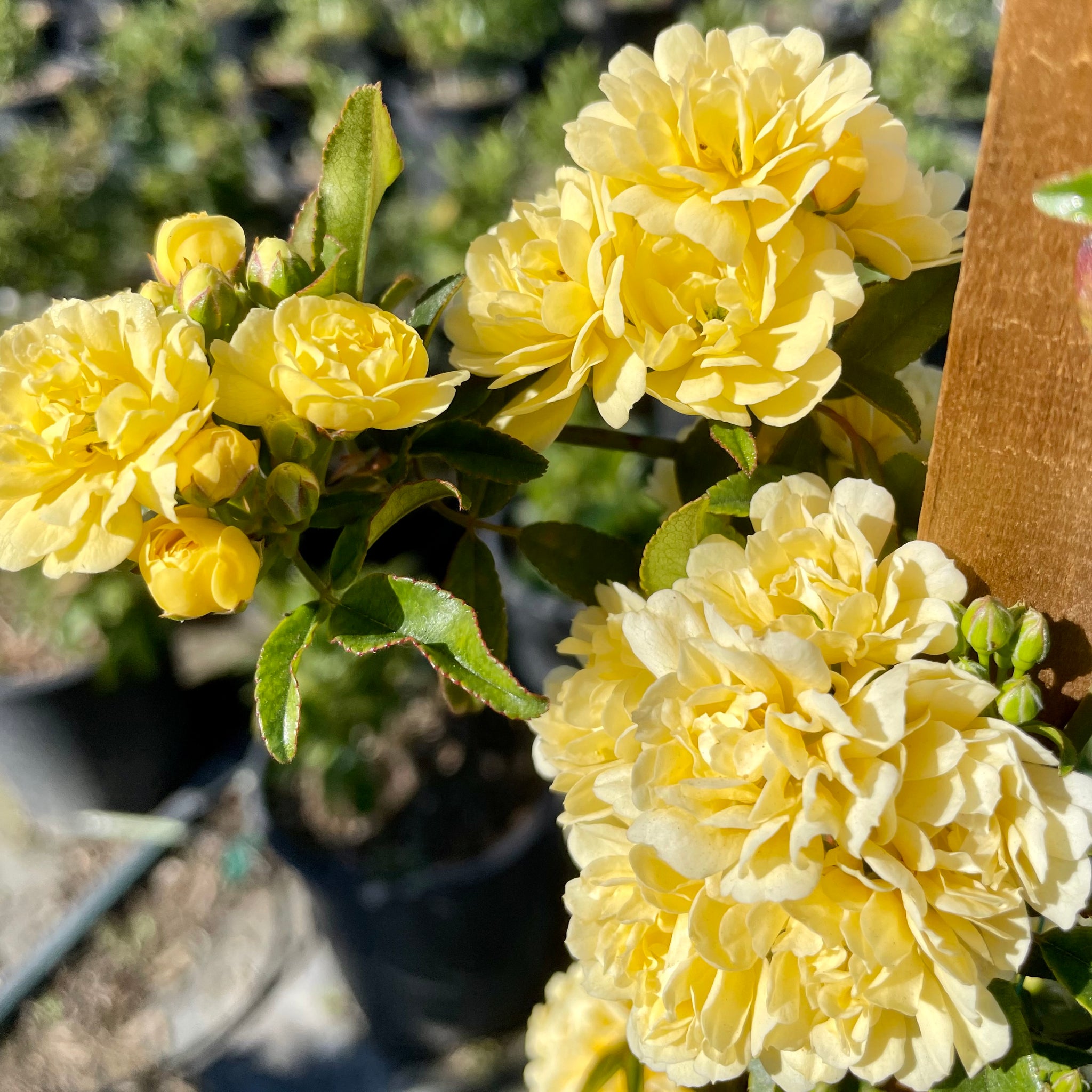 Rose - Yellow Lady Banks - 3 Gallon Rose - Yellow Lady Banks - 3 Gallon