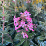 Pink Escallonia - C&J Gardening Center