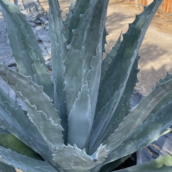 agave americana succulent Century Plant