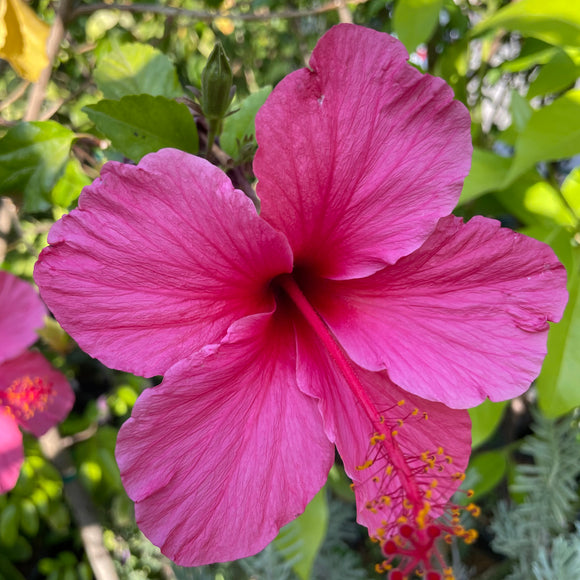 Single Pink Shade Hibiscus - C&J Gardening Center