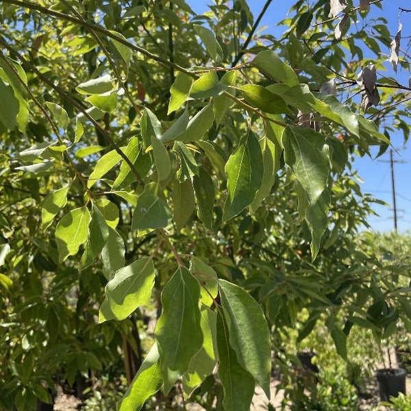 camphor plant Camphor Tree General Tree - 15 Gallon ( 6