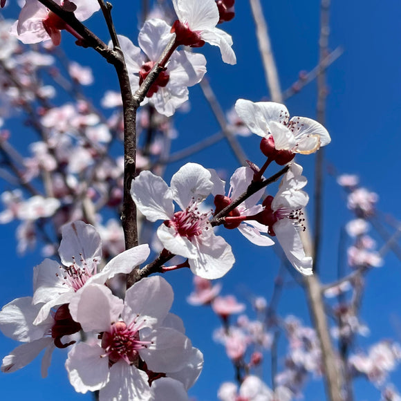 Purple Leaf Flowering Plum
