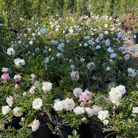 White Iceberg Shrub Rose