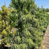 Long Leafed Yellowwood - Podocarpus Henkelii