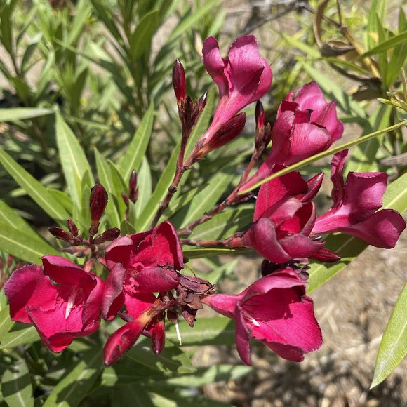 Red Shade Oleander - C&J Gardening Center