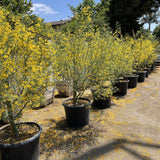 Desert Museum Palo Verde