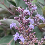 Arabian Lilac