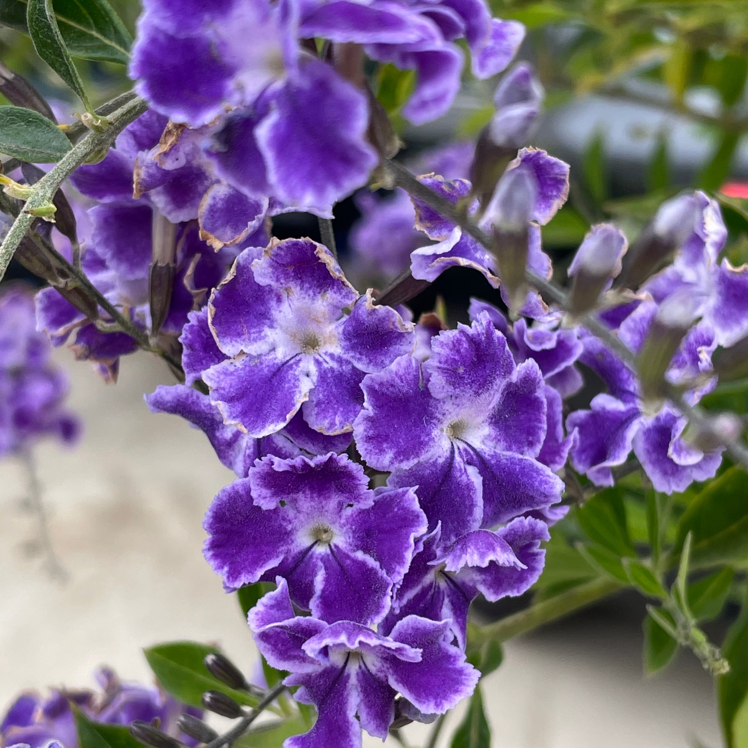 Sky Flower Patio Tree | C&J Gardening Center