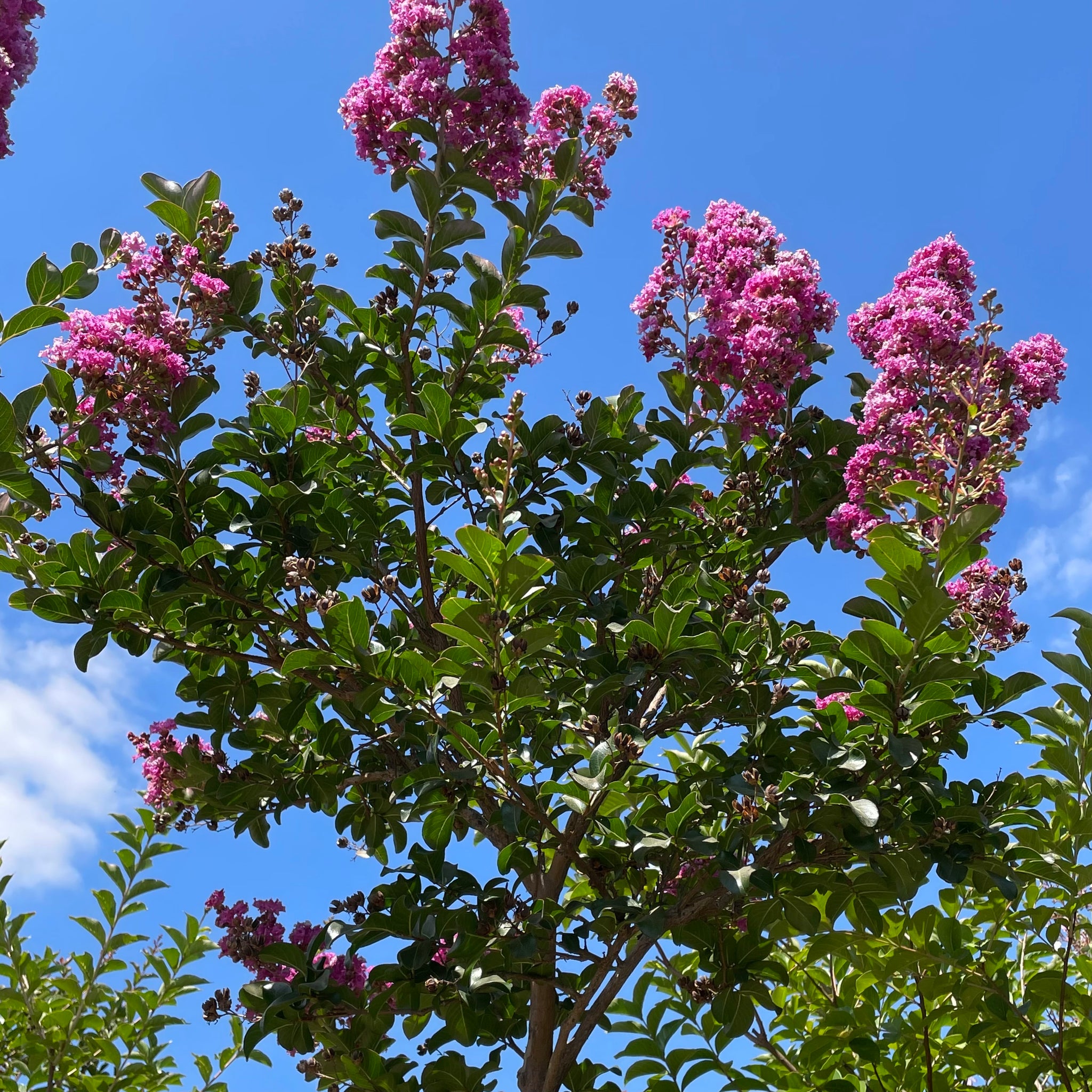 Lavender Crape Myrtle General Tree