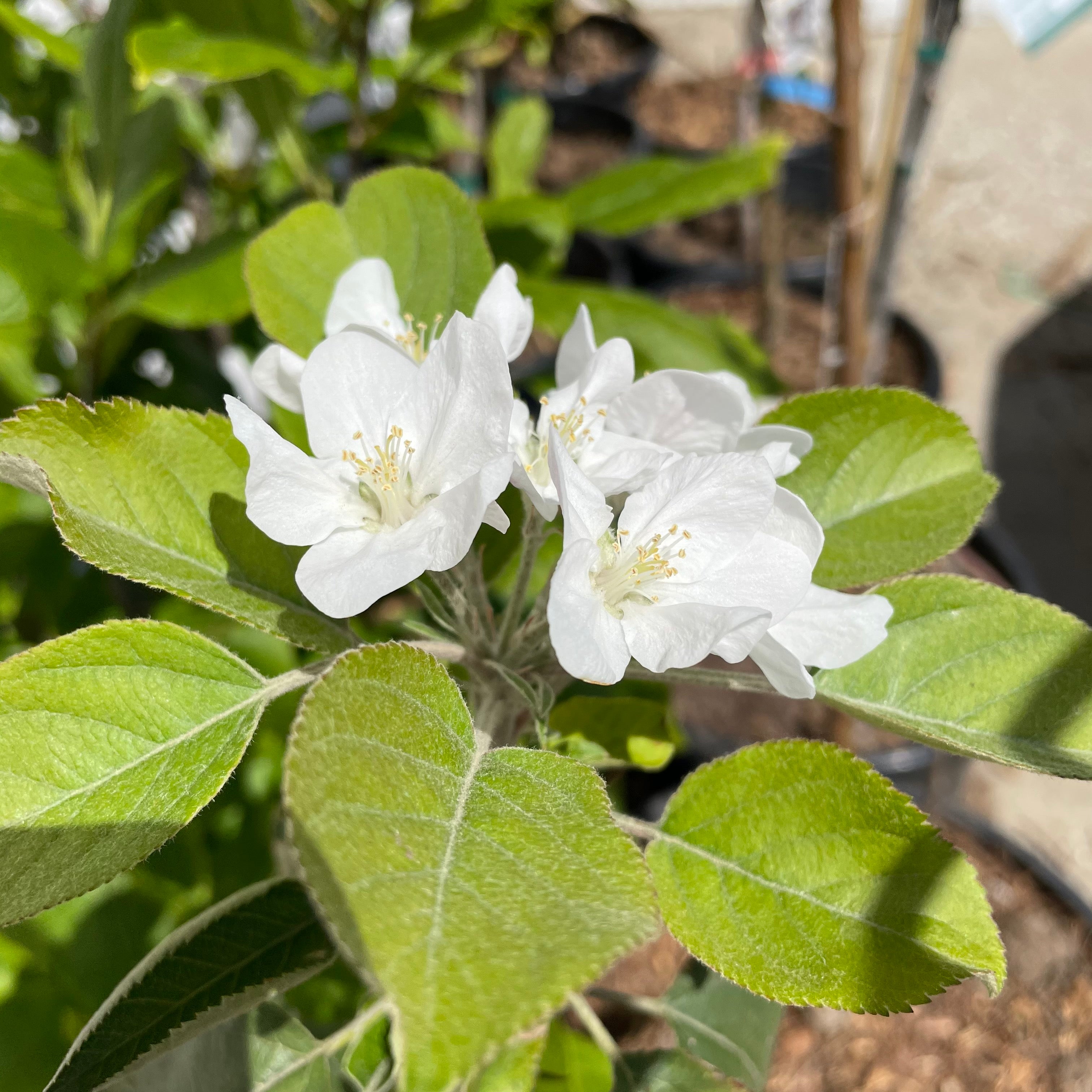 Fuji Apple Tree – Green Thumbs Garden