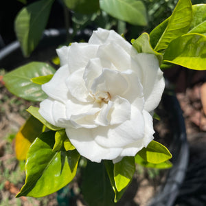 gardenia flower seeds Mystery Gardenia