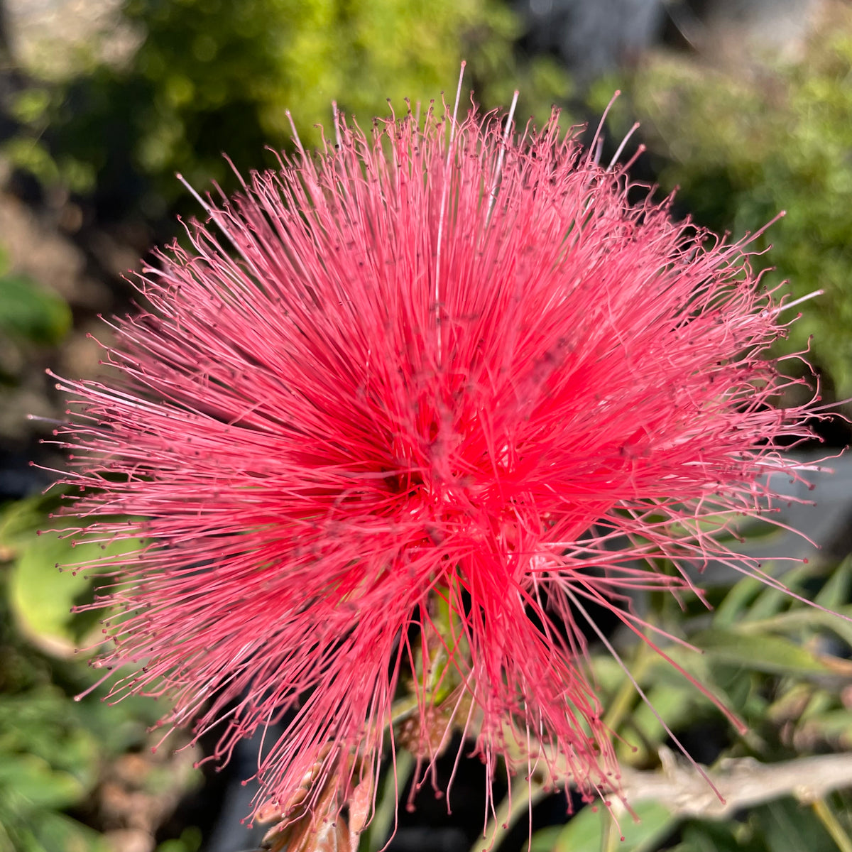 Poweder Puff Roses Pink Powder Puff | C&J Gardening Center