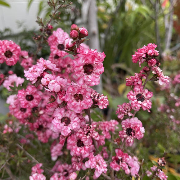 Pink New Zealand Tea Tree