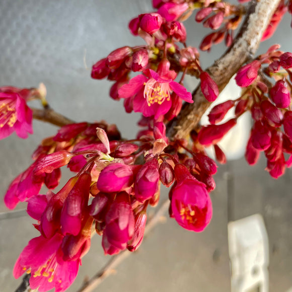 Taiwan Flowering Cherry