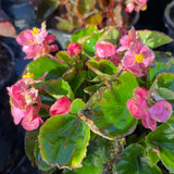 Begonia Richmondensis Pink