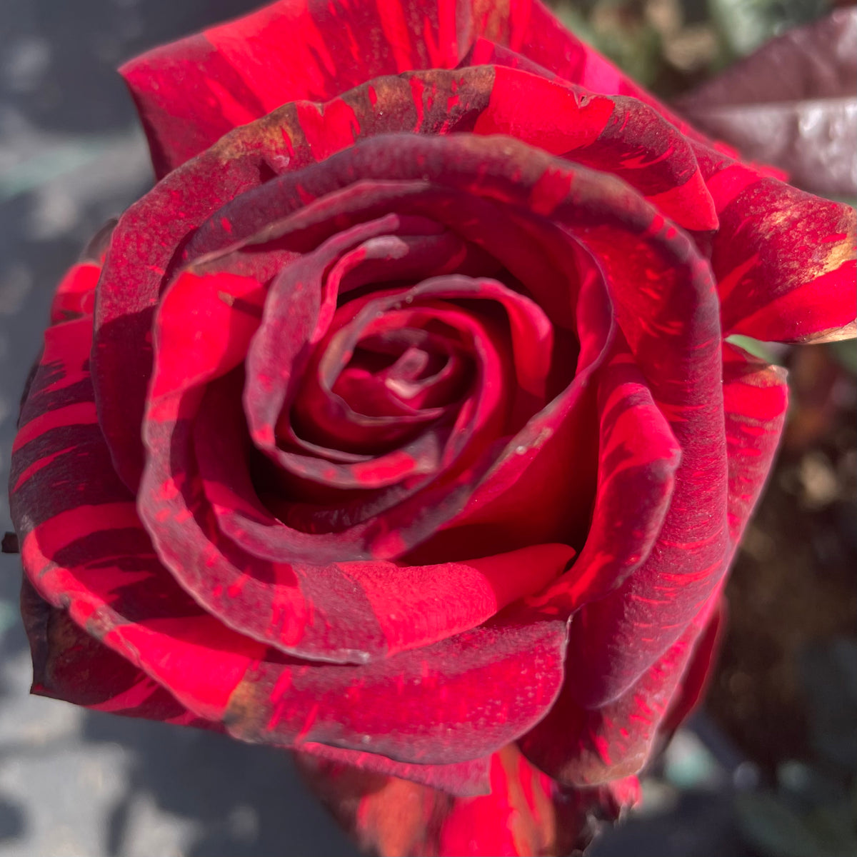 Red Intuition Rose | C&J Gardening Center
