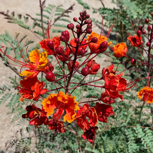 How to Plant Desert Red Mexican Bird of Paradise: Ultimate Guide