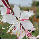 Whirling Butterflies Gaura