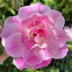 Brilliant Pink Iceberg Rose - C&J Gardening Center