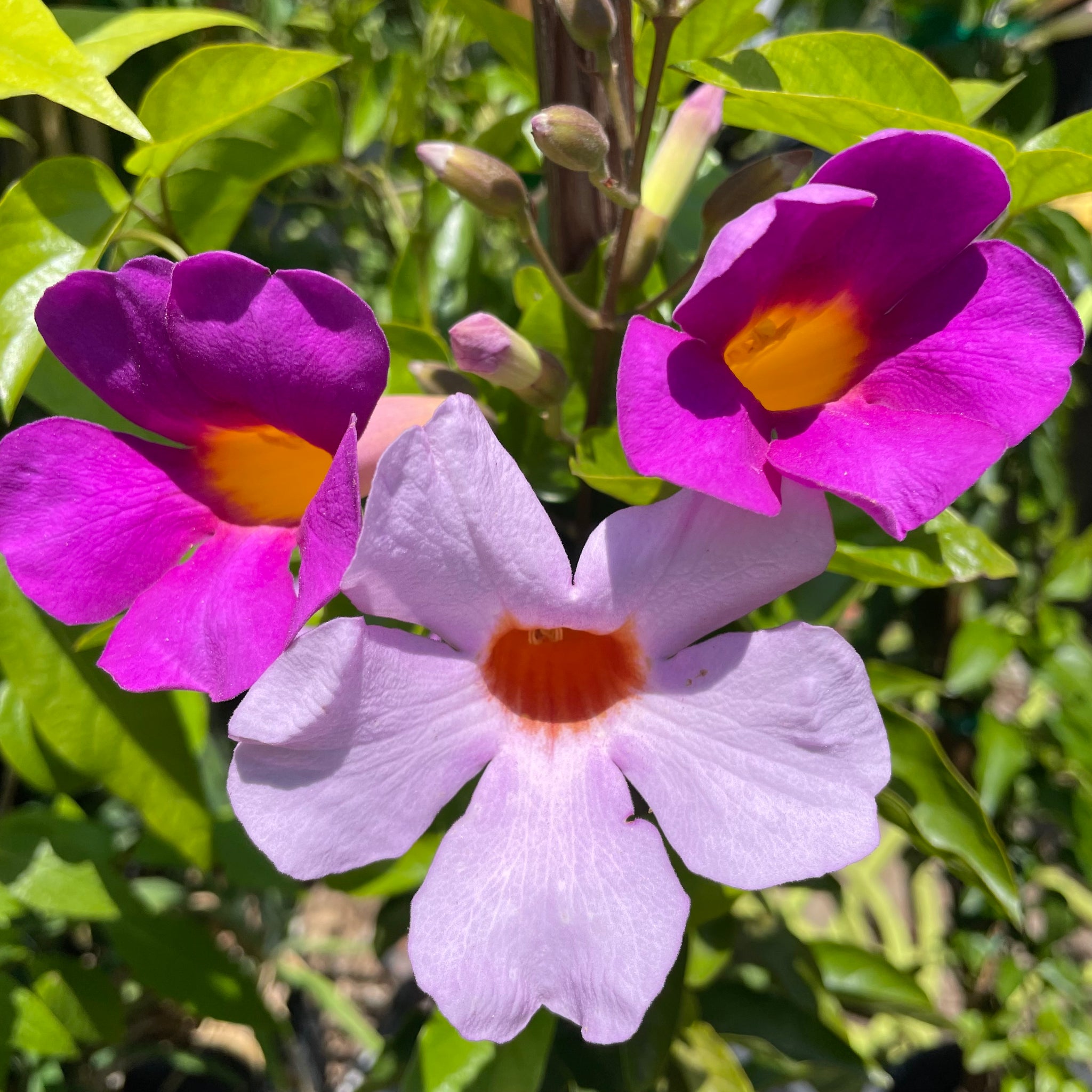 lavender trumpet tree Purple Trumpet Vine Vine - 15 Gallon Staked ( 6