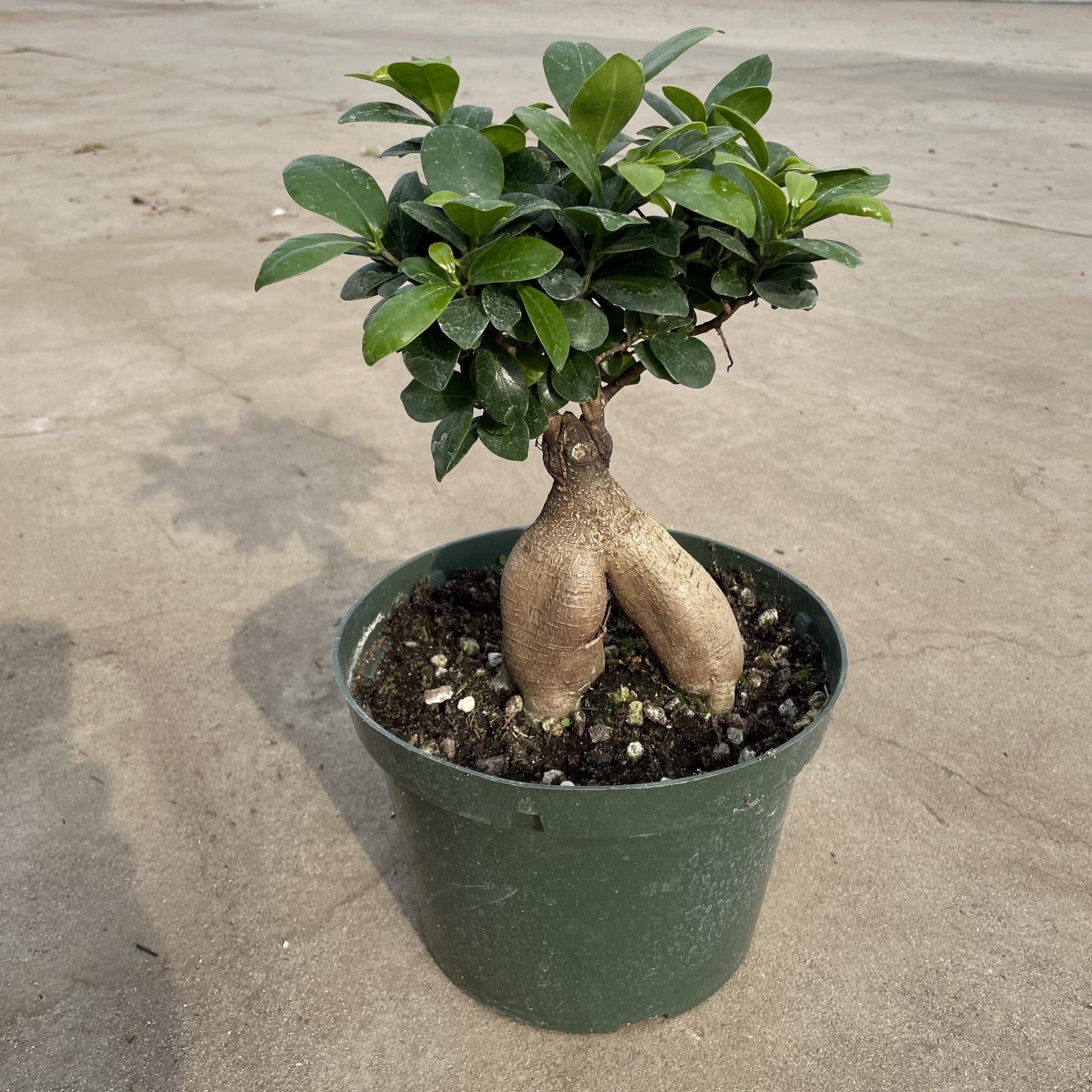 Ficus microcarpa | C&J Center Gardening