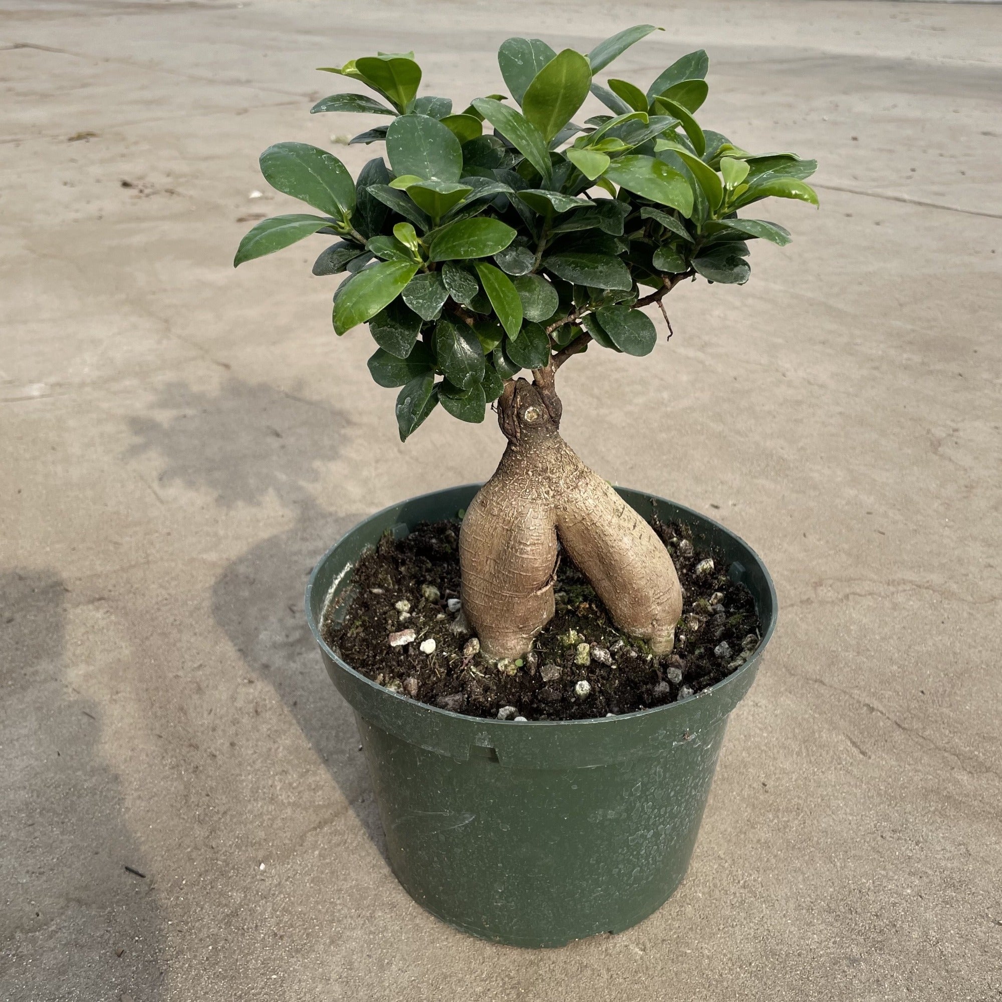 ficus money plant Money Tree (Pachira Aquatica)