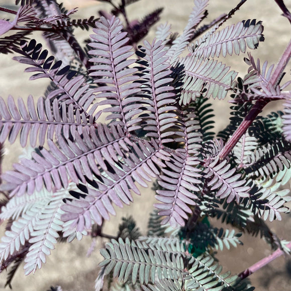 Purple-Leaf Acacia