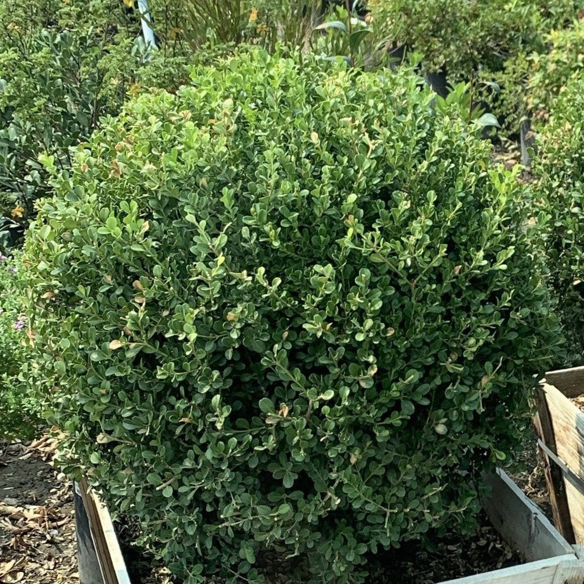 Japanese Boxwood Globe | C&J Gardening Center