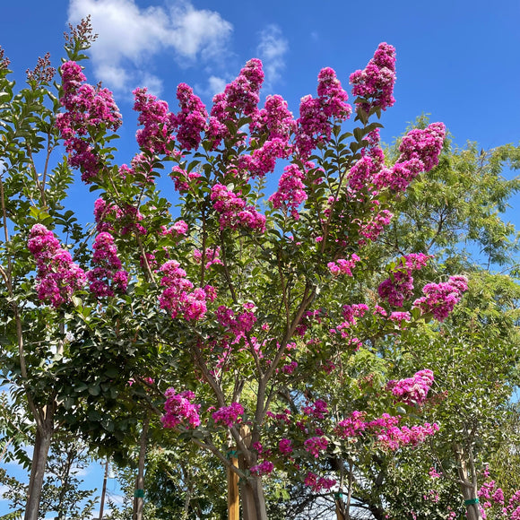 Red-Pink Crape Myrtle