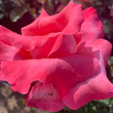 Touch of Class Rose Shrub