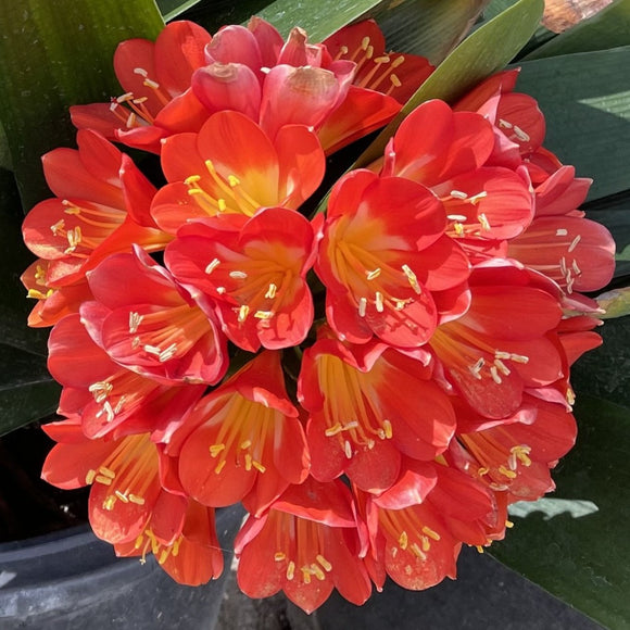 Belgian Orange Kaffir Lily - C&J Gardening Center