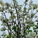 Bradford Flowering Pear