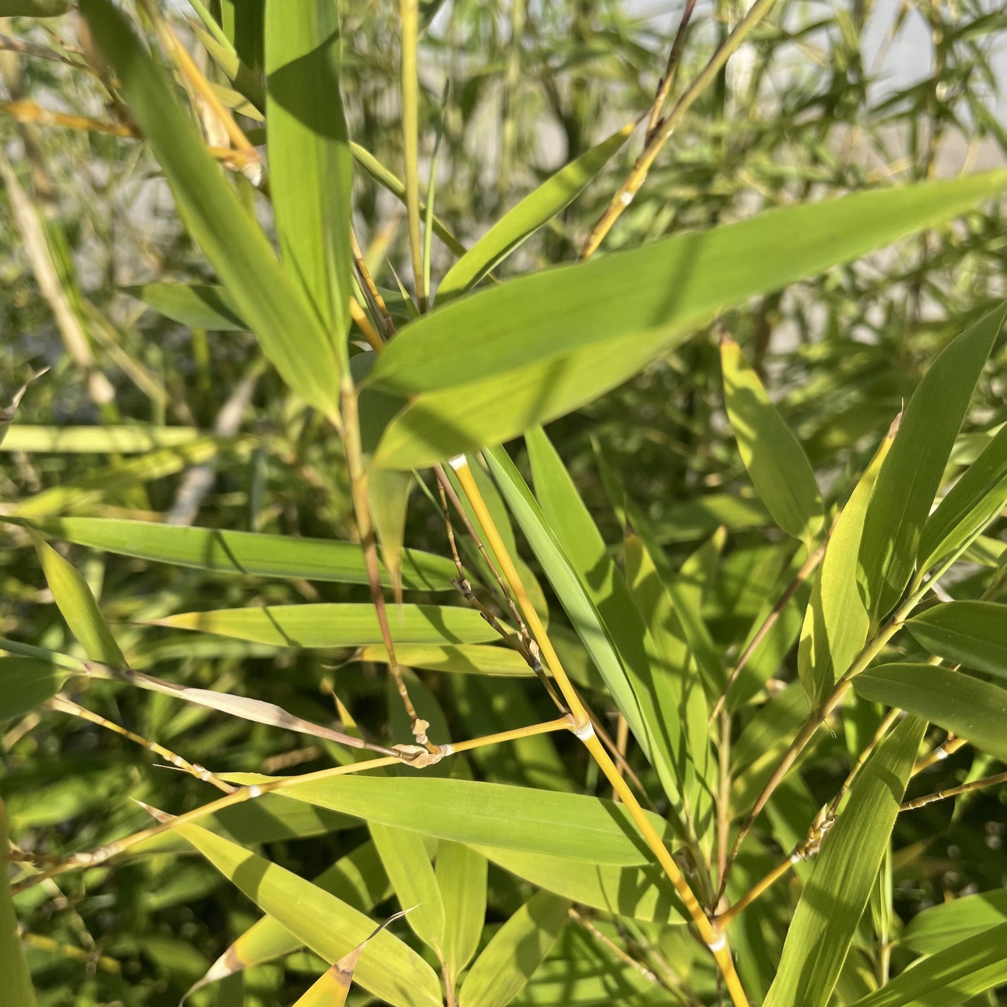 Golden Bamboo Bamboo