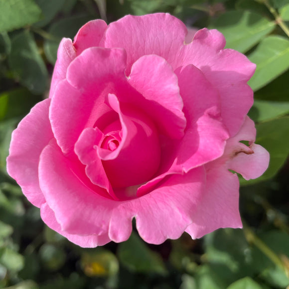 The McCartney Rose Shrub