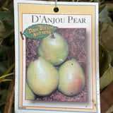 D’Anjou Pear