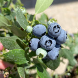 Blueberry - C&J Gardening Center