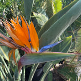 Bird of Paradise - C&J Gardening Center