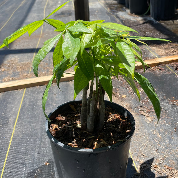 money tree tropicana Money Tree (Pachira Aquatica)