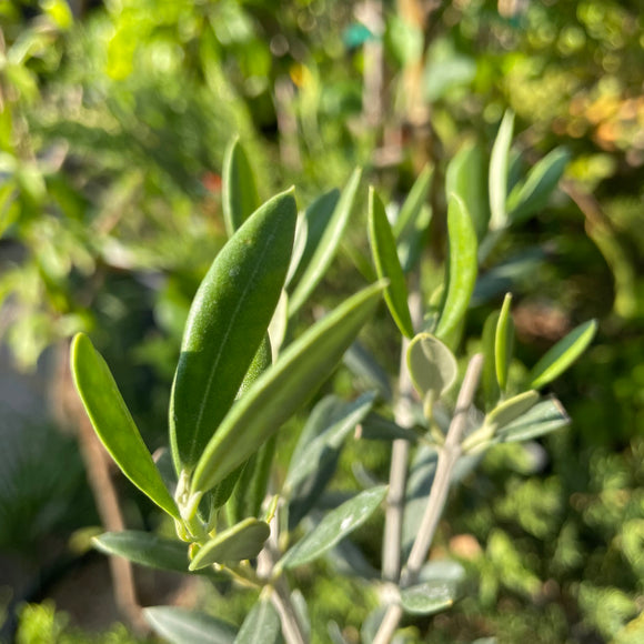 Fruitless Olive Tree Multi