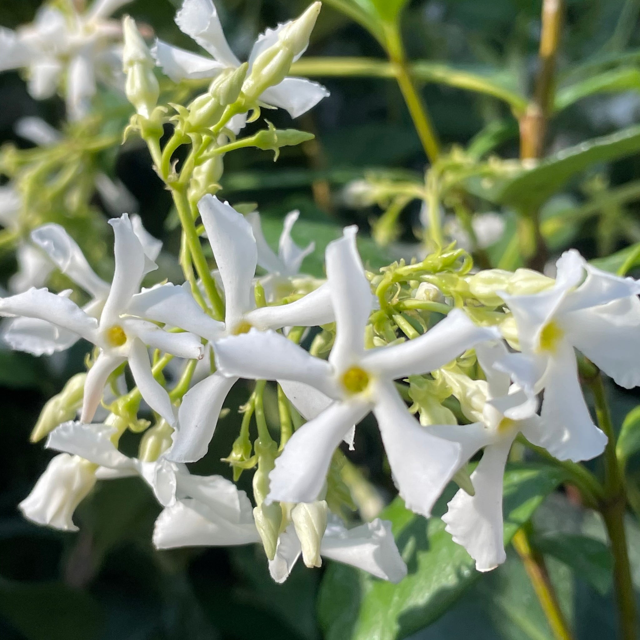 The Life Cycle of Jasmine Flowers