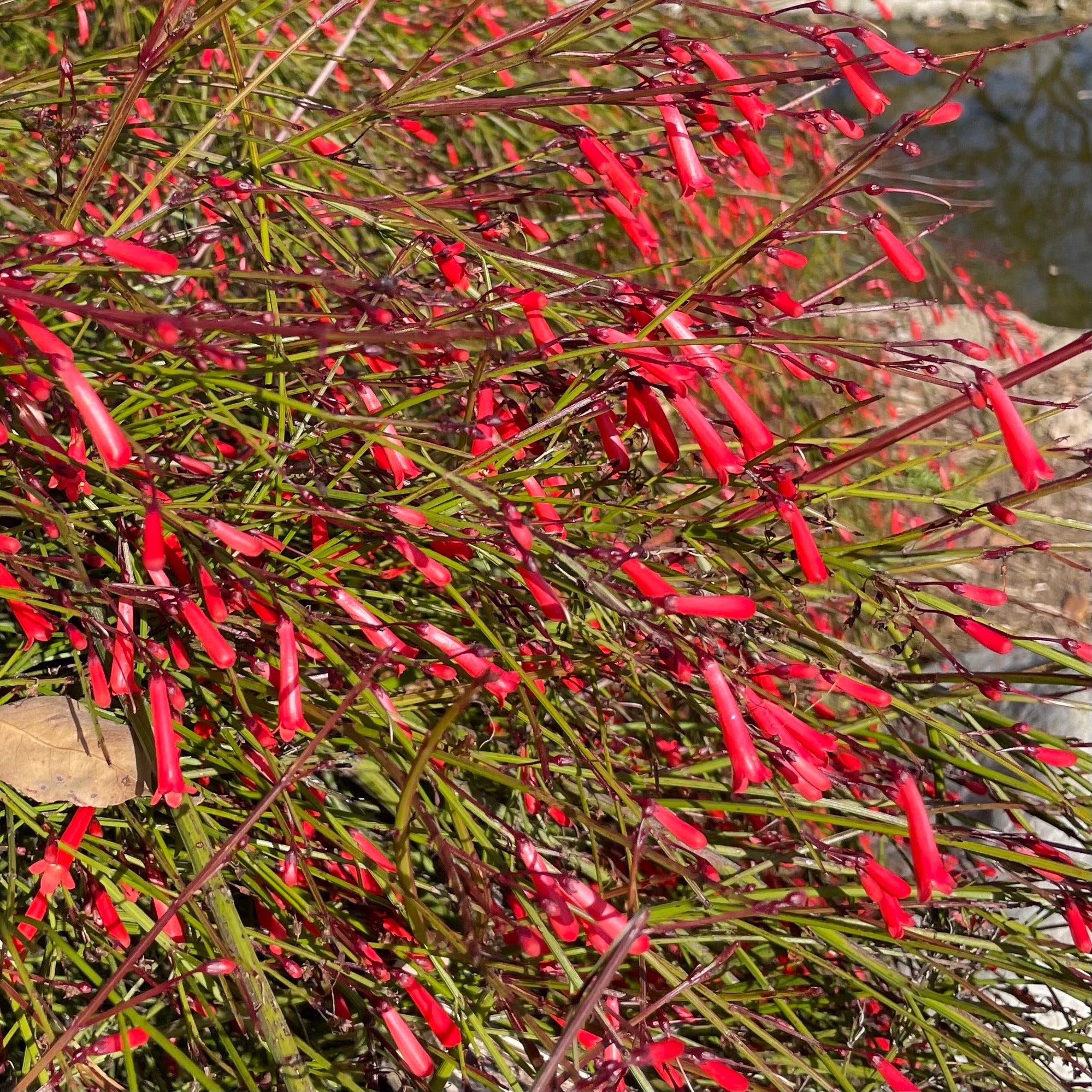 18+ Coral Fountain Plant Arizona