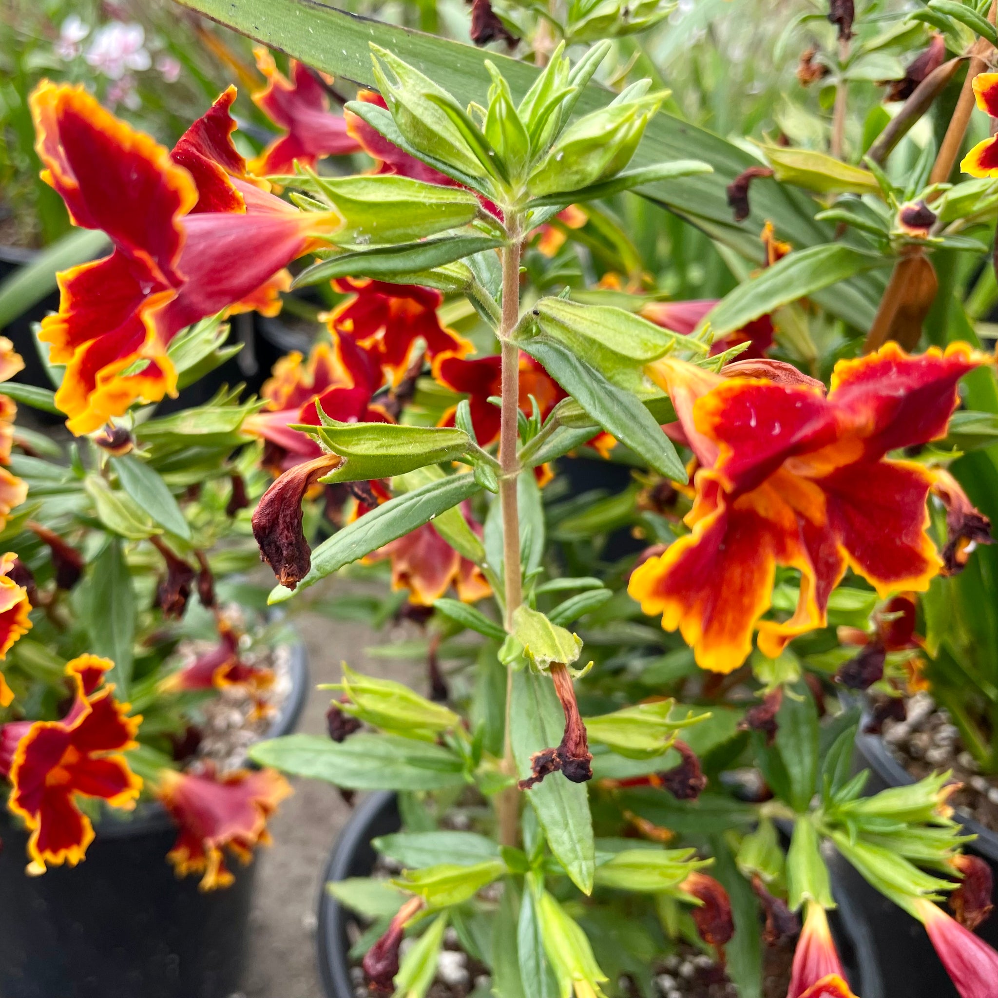 Jelly Bean Fiesta Marigold Monkeyflower | C&J Gardening Center